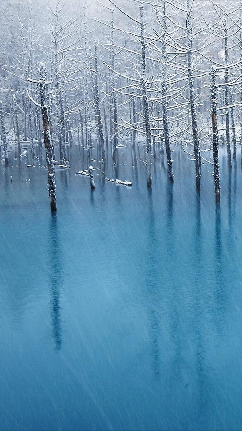 Inverno Puro Murchar Árvore Bosque Congelado Paisagem do Lago iPhone 8 Papel de parede de celular HD