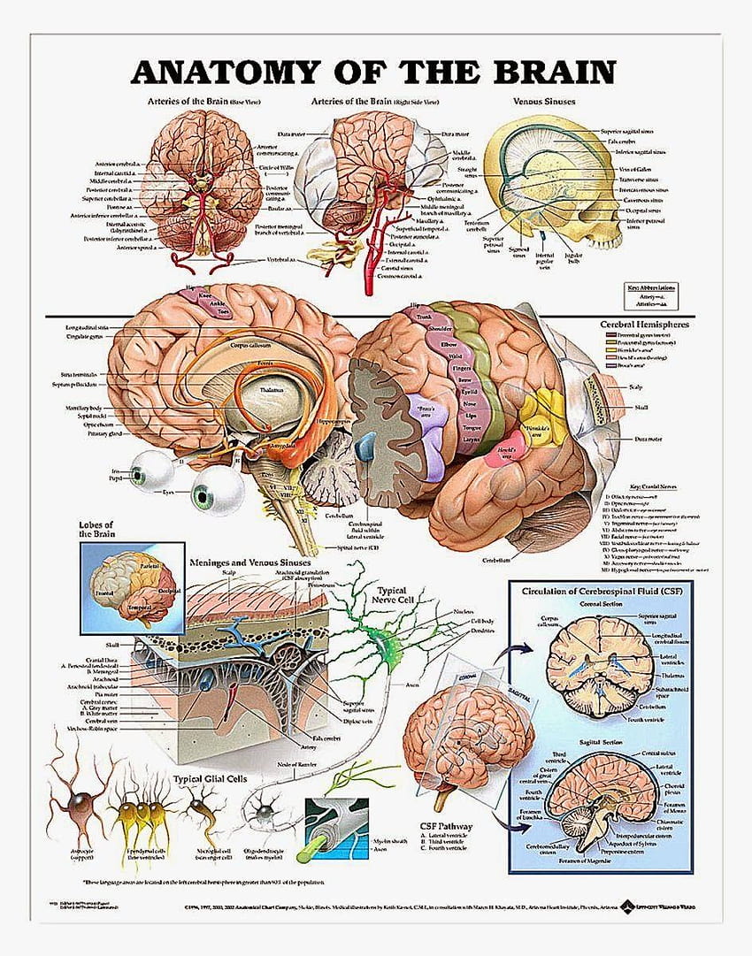 Анатомия на човешкия мозък HD тапет за телефон