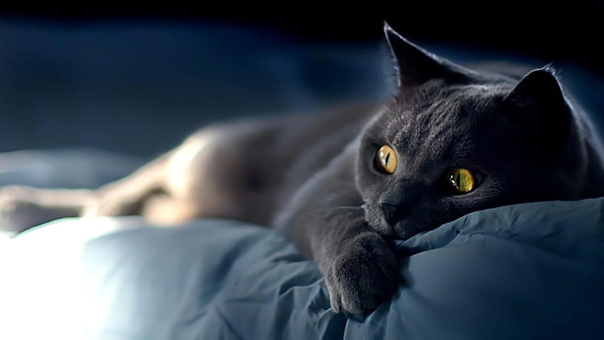 Gatos nuevos 79 de gatos lindos y gato negro fondo de pantalla