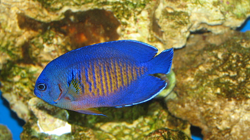 Tag nain : beauté naine mer océan poisson-ange sous-marin Fond d'écran HD