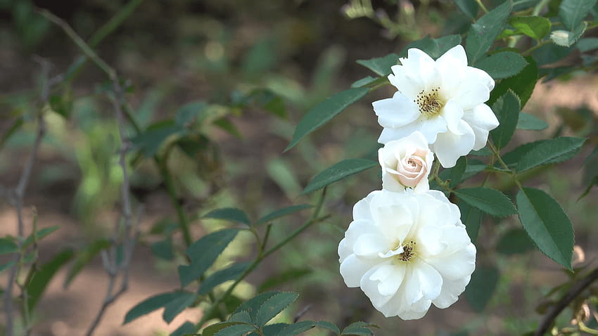 Najpiękniejsze białe róże Efekt Bokeh Natura Kwiaty Materiał filmowy Zbiory materiałów wideo, piękne prawdziwe kwiaty w tle Tapeta HD