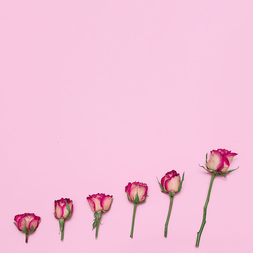 Minimalist Beautiful Roses Creative Design iPad, ipad minimalist HD phone wallpaper