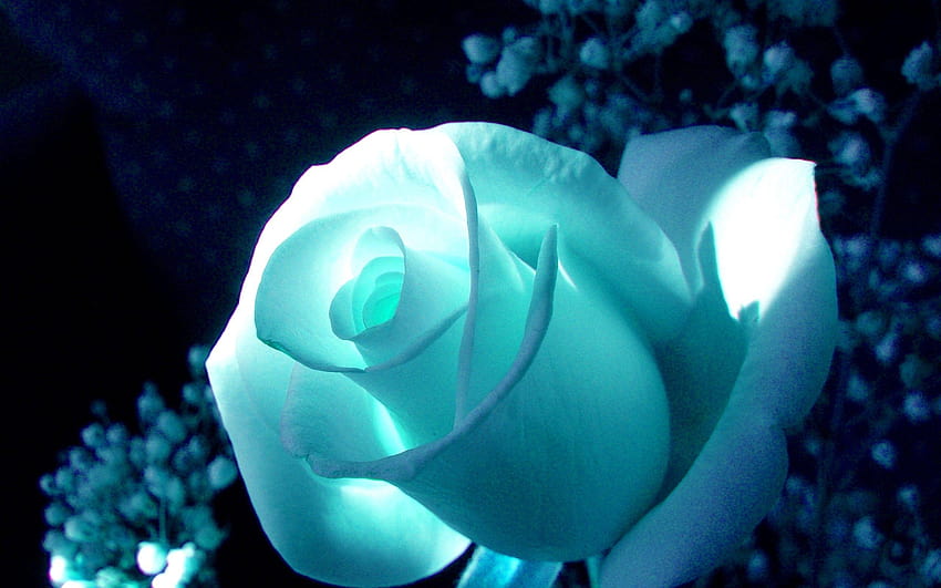 ดอกไม้: Cyan Rose Color ดอกไม้สำหรับมือถือสำหรับ 16:9, สีฟ้า วอลล์เปเปอร์ HD