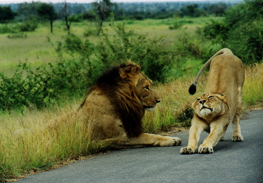 canlı : Güzel Hayvanlar Safarileri: Vahşi doğada yavru aslan yavruları hakkında eğlenceli gerçekler HD duvar kağıdı