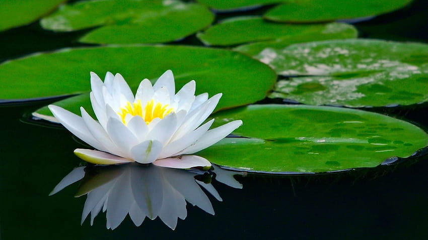 Biały kwiat lotosu Tapeta HD