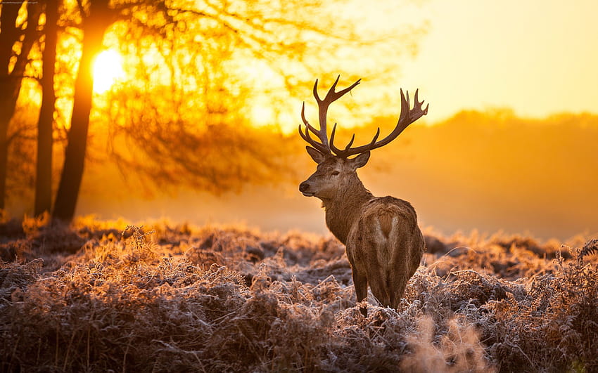 Hirsch Tiere Natur Landschaft Sonnenlicht Säugetiere und Hintergründe HD-Hintergrundbild