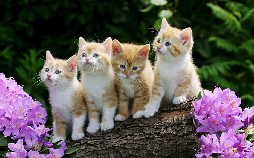 Kittens, kitten backgrounds HD wallpaper