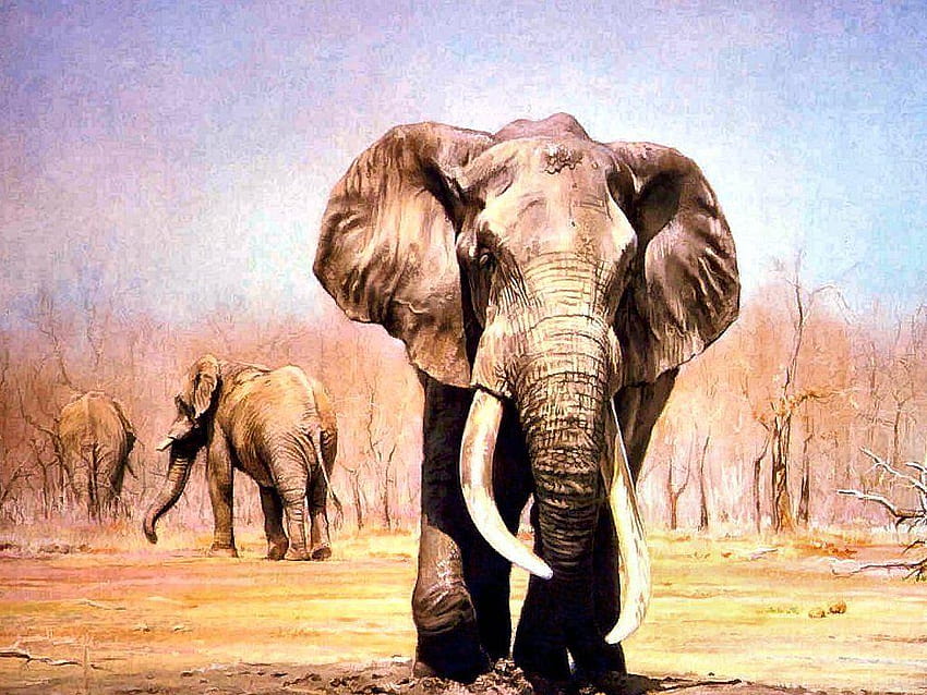 Best ideas about Elephant Elephant 1353×900, indian elephant HD wallpaper