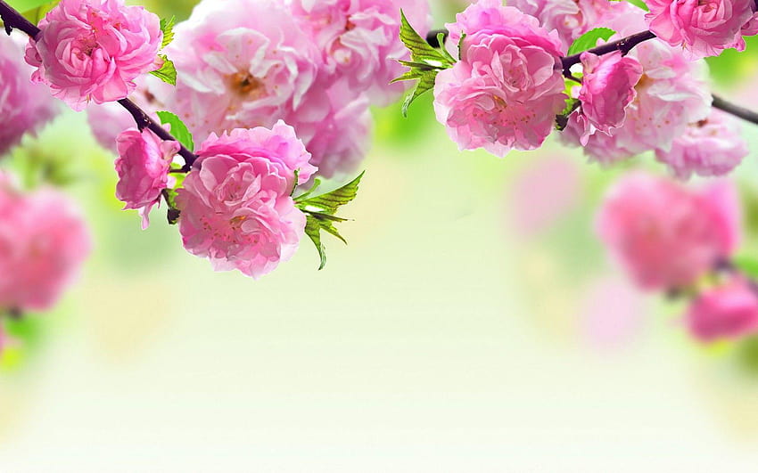 BB5577 Color : Flowers Bouquet Couples Lovers Gift Love, pink nature trees HD wallpaper