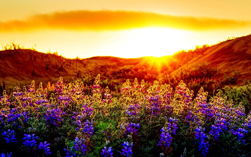 Summer Flowers per Windows 10, tramonti di fiori estivi Sfondo HD