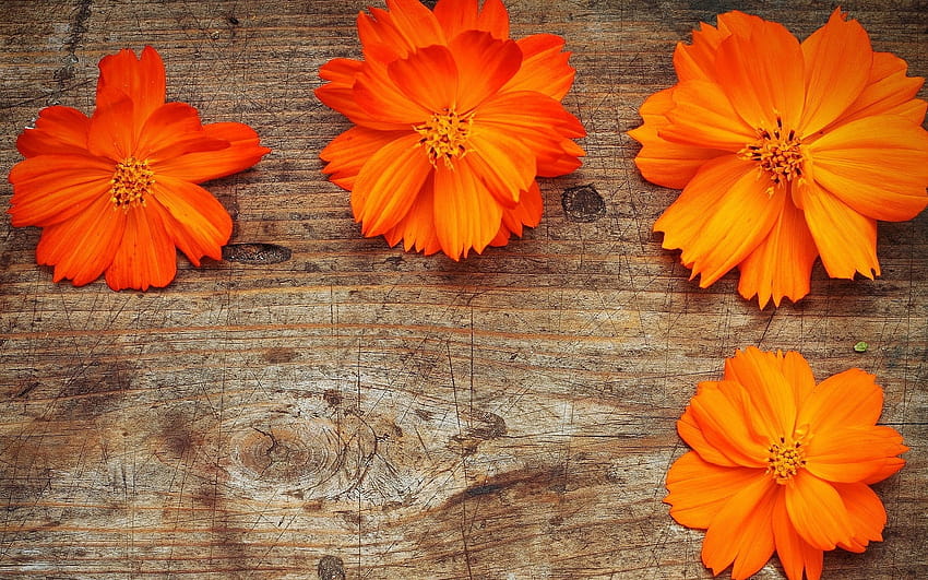 Orange Flowers One [1920x1200] for your , Mobile & Tablet, orange spring HD wallpaper