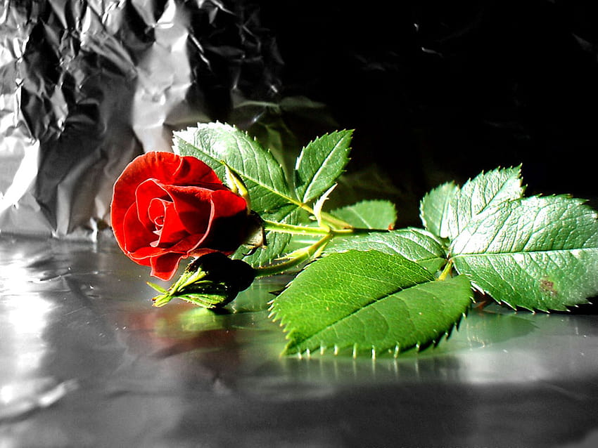 Animated gif: a beautiful red rose to give it away to your favorite  Valentine's Day flower for pc 3D gif animation blogspot HD wallpaper |  Pxfuel