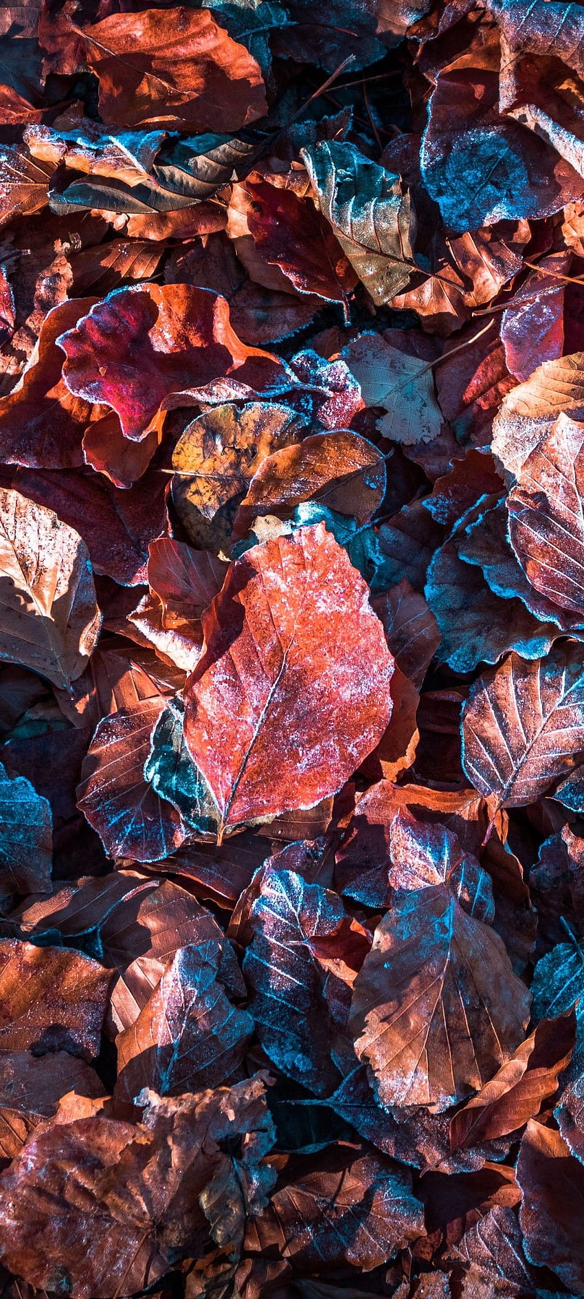 AUTUMN LEAVES LEAVES AUTUMN THE LEAVES DECIDUOUS NATURE, autumn raking leaves HD phone wallpaper