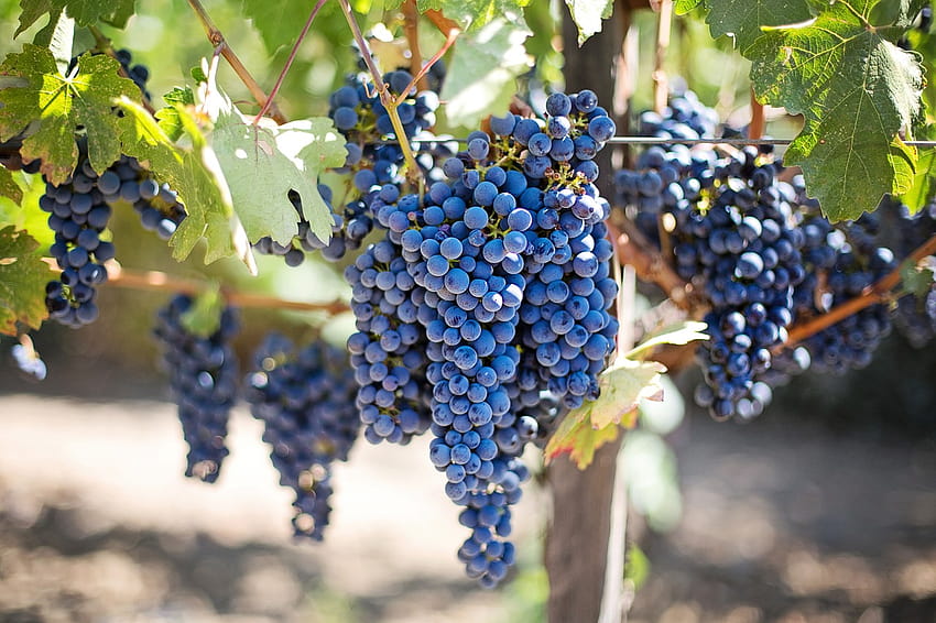 Jak powstaje wino w cyklu życia winorośli Tapeta HD