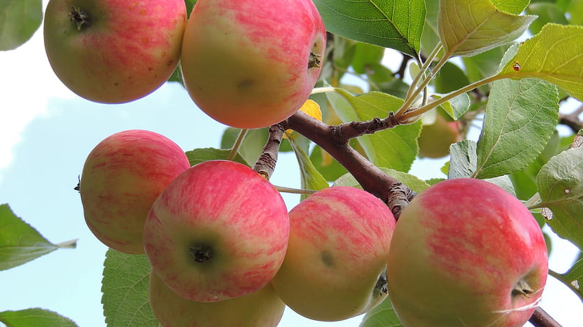 11 Apple Tree, apple orchard HD wallpaper