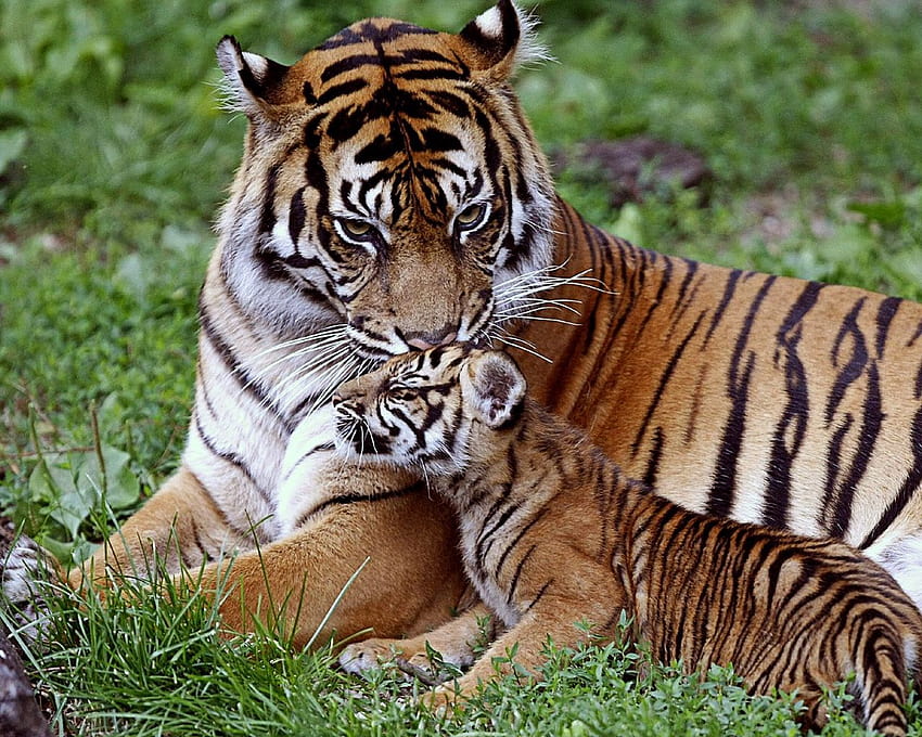 1280x1024 tigre, cucciolo, giù, famiglia, cura, bambino, gatto grande, predatore standard 5:4 sfondi, famiglia tigre Sfondo HD