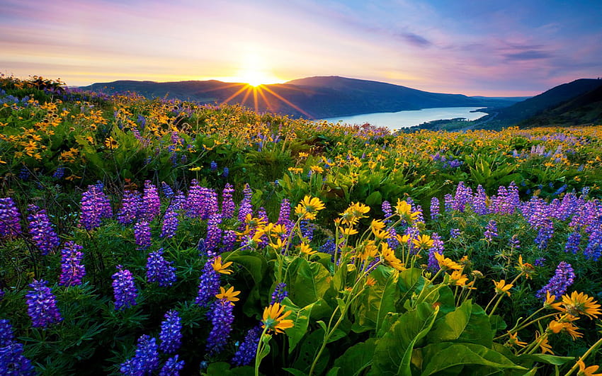 Sonnenaufgang Morgen Erste Sonnenstrahlen Blumen Wiese mit Bergsee Berge Für …, Frühlingssee-Sonnenaufgänge HD-Hintergrundbild