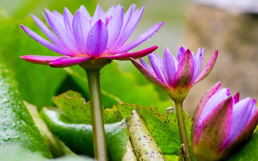 Lotus Flower With Bright Purple Color Flora Waterlily Leaf, purple water lily HD wallpaper