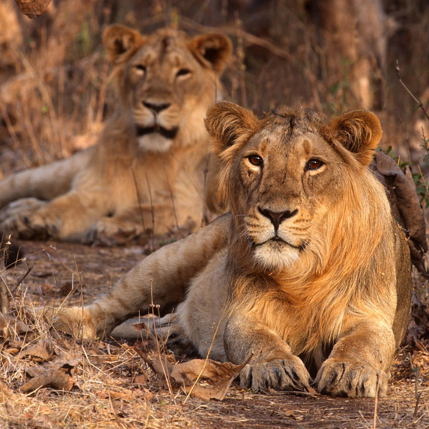 Gir National Park: The Complete Guide HD phone wallpaper