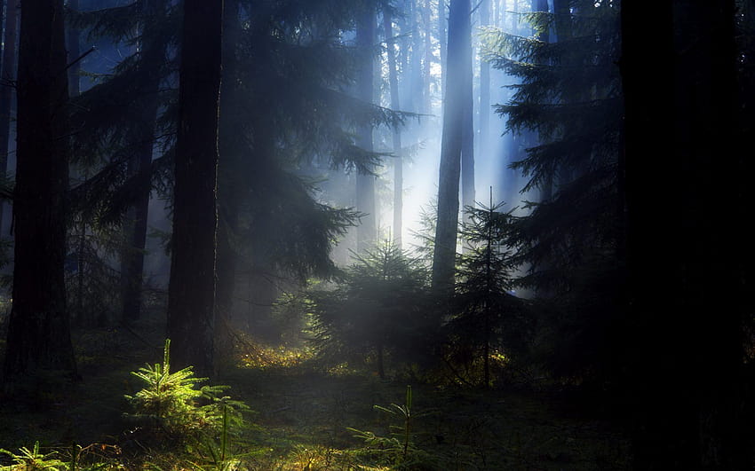 Black Forest, good night forest HD wallpaper