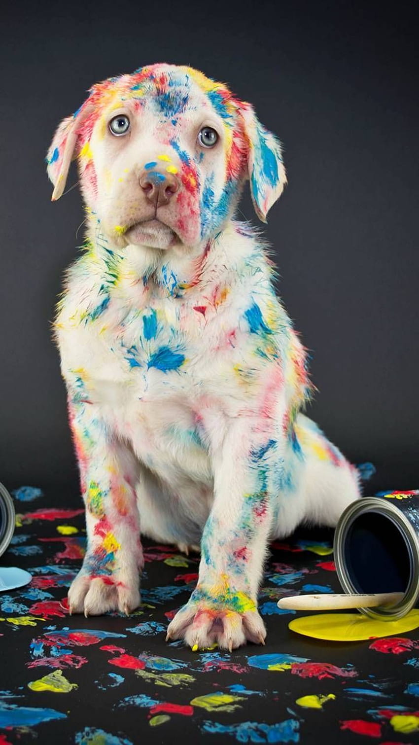 Perro con pintura, cachorro arcoiris fondo de pantalla del teléfono