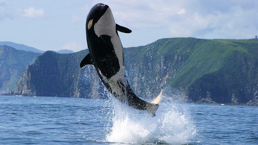 Orca, killer whales HD wallpaper