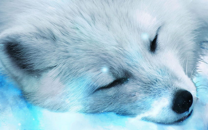 Snowy Fox, sleeping foxes HD wallpaper