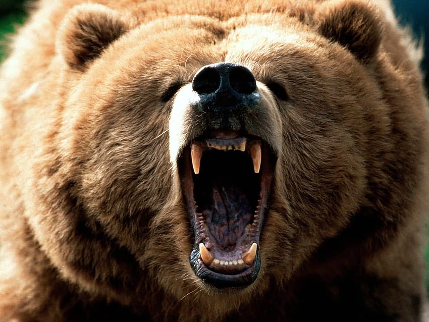 latar belakang beruang grizzly Wallpaper HD