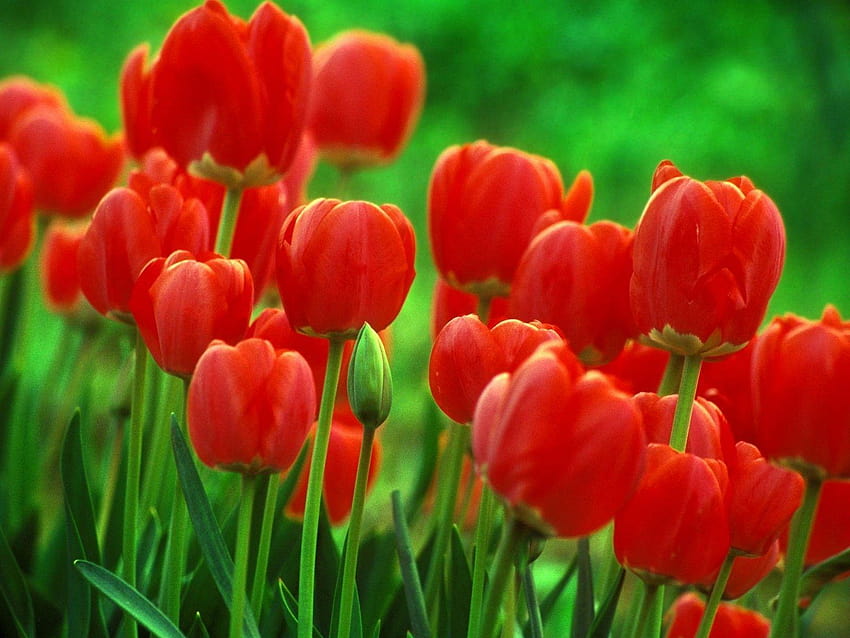 For > Single Red Tulip HD wallpaper