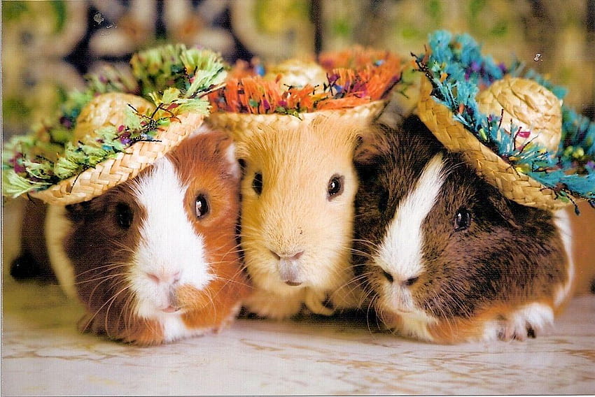 Cute Guinea Pigs In Costumes , Backgrounds, ginea pig HD wallpaper
