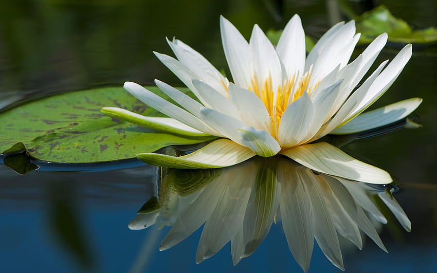 2829295 nature flowers lily pads reflection water lilies, reflection flowers HD wallpaper