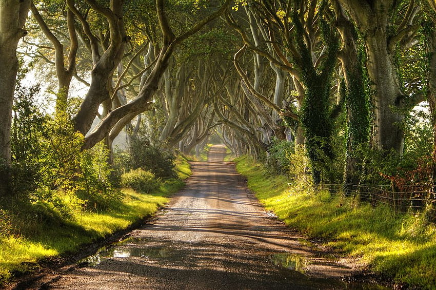 The Dark Hedges of Ireland [5 Pics], ireland summer HD wallpaper