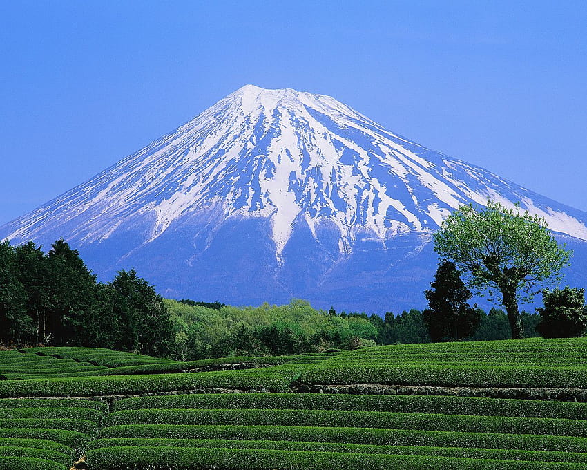 Yeşil Çay Tarlası ve Fuji Dağı Shizuoka Japonya HD duvar kağıdı
