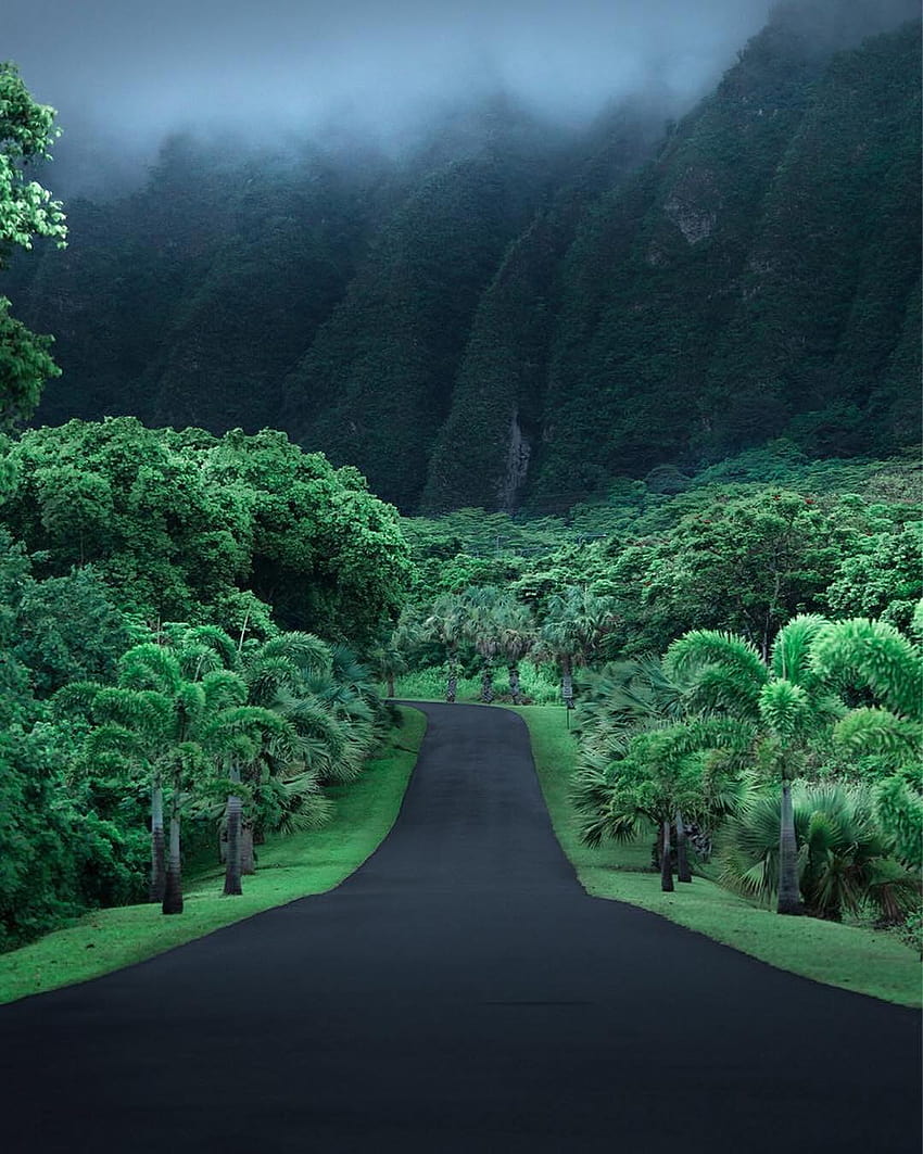 jungle, Road, Hawaii, Asphalt, Mountains / and Mobile Backgrounds, jungle road HD phone wallpaper
