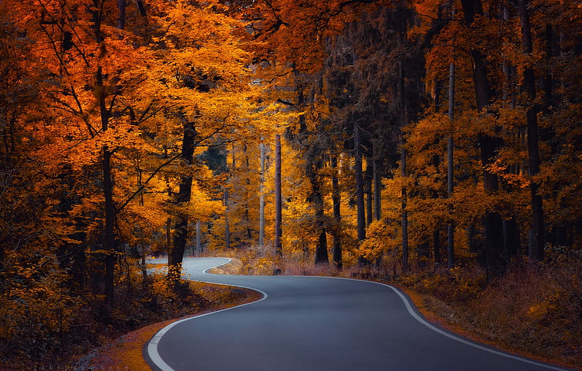 road, autumn, forest, trees, Czech Republic, winding , section природа, winding road HD wallpaper