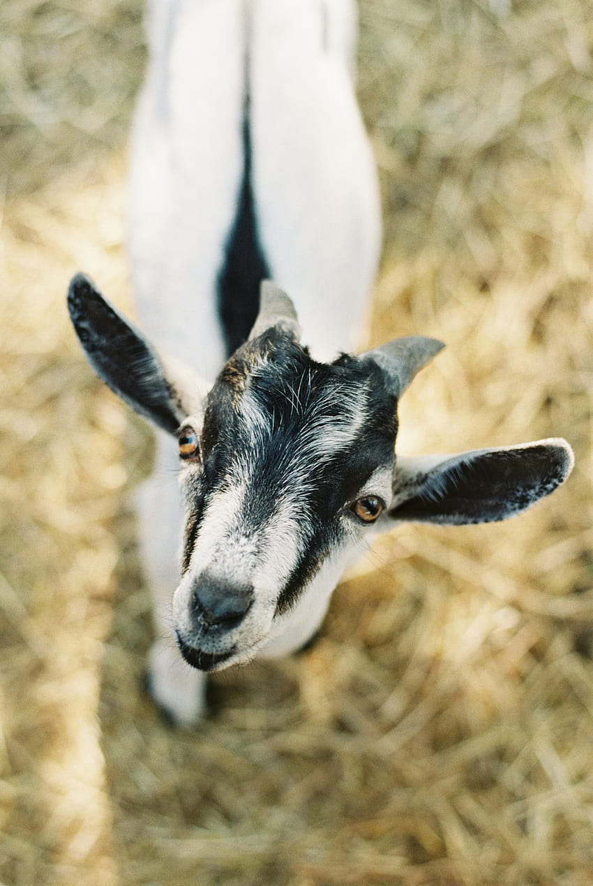 black and white goat kid – Goat HD phone wallpaper