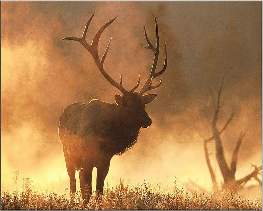 Bull Elk, big elk HD wallpaper | Pxfuel