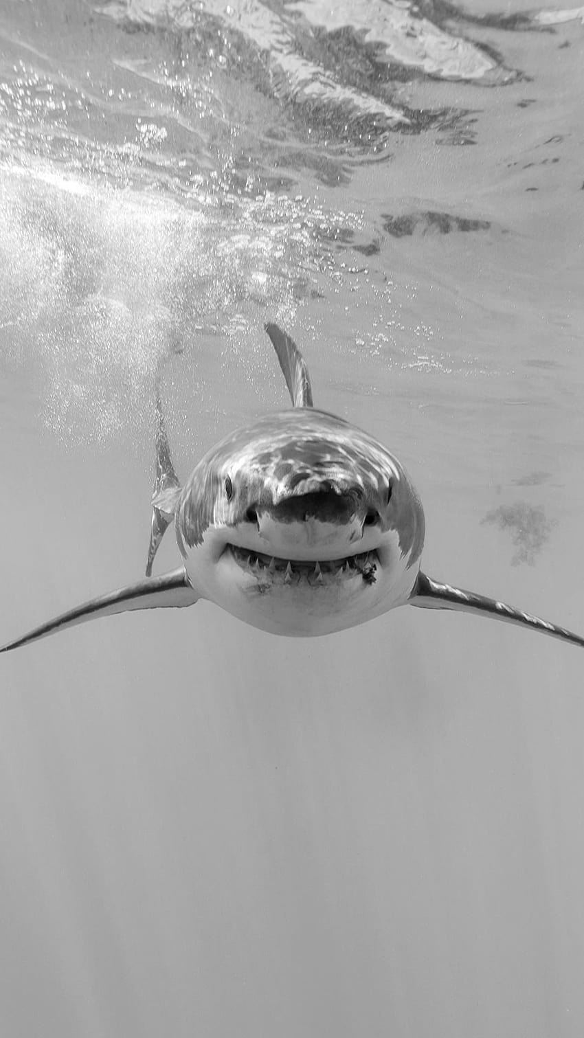 Sharks Underwater world Black and white Animals 1080x1920, great white shark 1080 mobile HD phone wallpaper