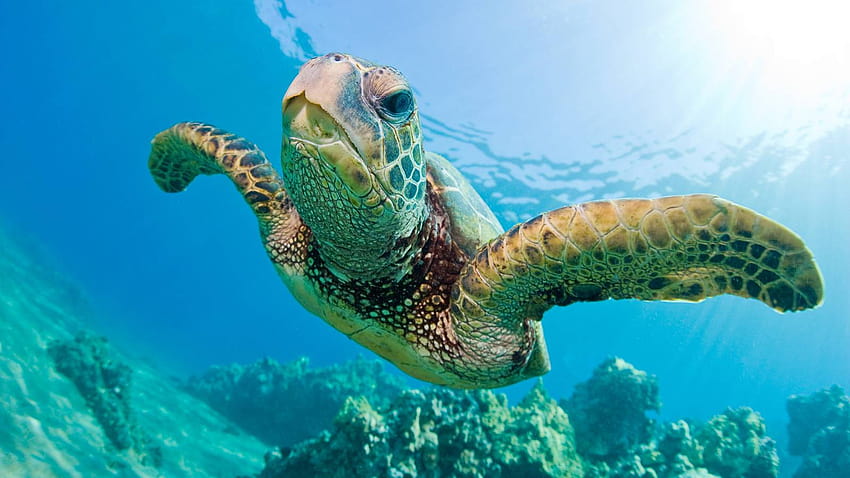 Turtle posted by Ethan Simpson, great barrier reef turtle HD wallpaper