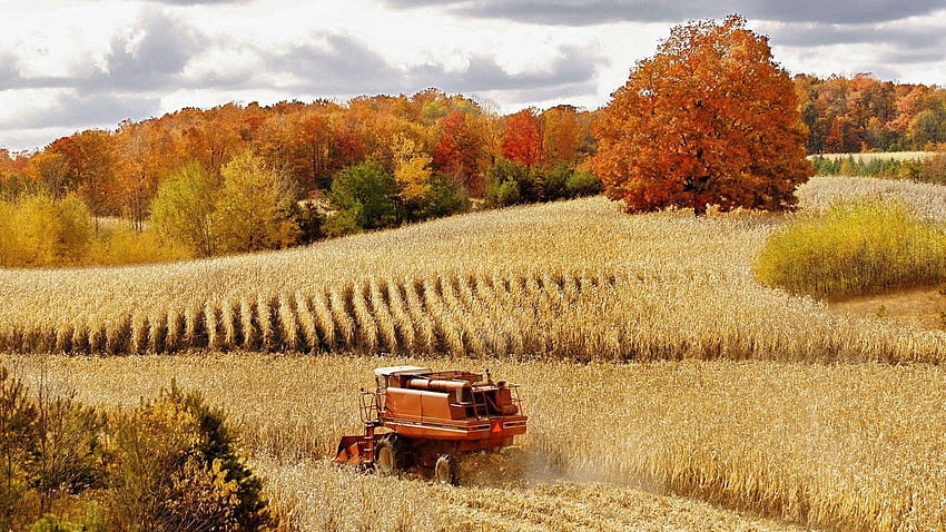 풍경: Autumn Cadillac Harvest Cornfield Michigan Corn Full HD 월페이퍼