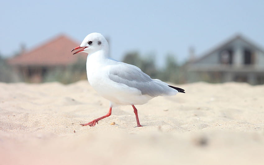 Uccello Seagull Sand Beach, uccello marino Sfondo HD
