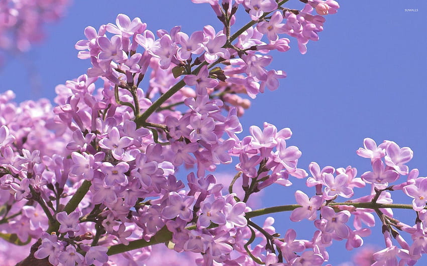 Pink lilacs on a tree branch HD wallpaper