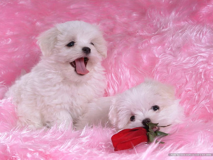 100% Quality Creative Bichon Frise HD wallpaper | Pxfuel