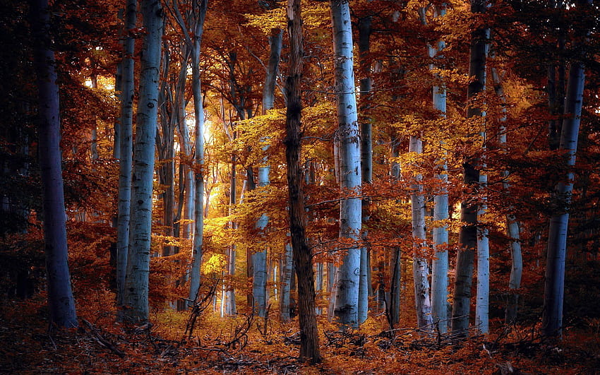Fall Forest Night, autumn forest night HD wallpaper | Pxfuel
