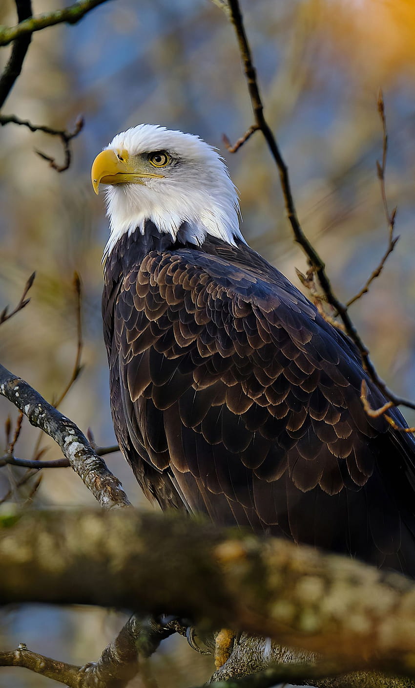 1280x2120 Bald Eagle Hawk iPhone , Backgrounds, and, eagle iphone HD phone  wallpaper | Pxfuel