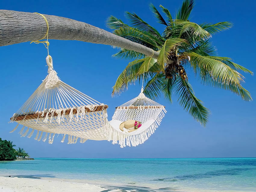 Swing tied to Oceanside Palm Tree , oceanside beach HD wallpaper