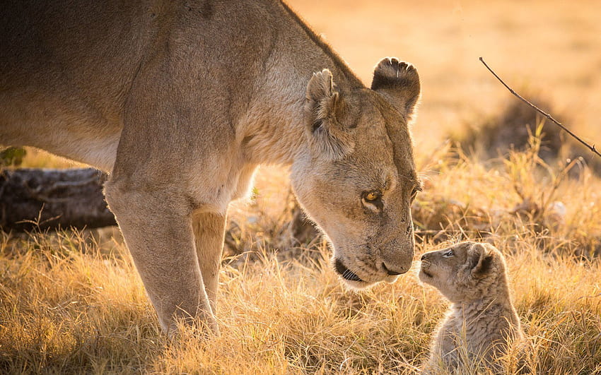 母親と赤ちゃん動物の、ライオンの母親 高画質の壁紙