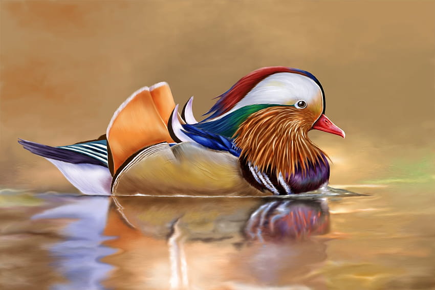Most viewed Mandarin Duck HD wallpaper