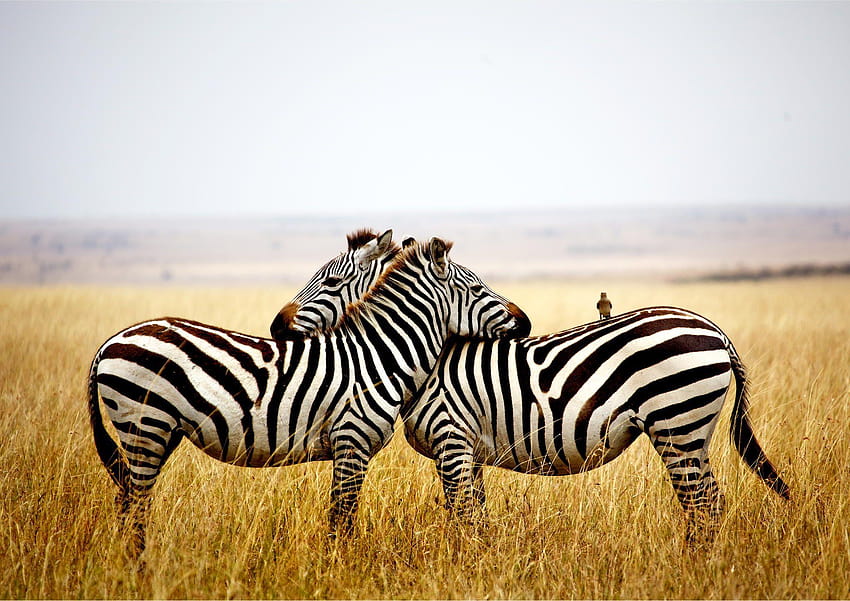 Zebra Wallpapers  Top Free Zebra Backgrounds  WallpaperAccess