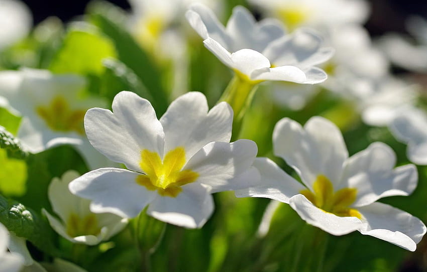 makro, bunga, alam, kelembutan, keindahan, tanaman, flora putih Wallpaper HD
